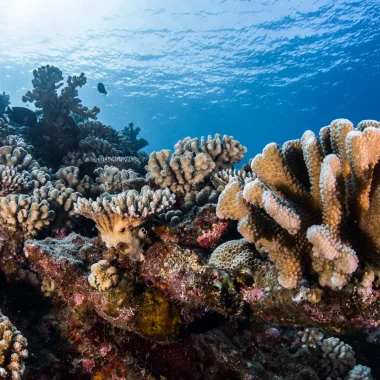 El coral en Las Islas de Tahiti