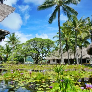 Esfuerzos para preservar las especies amenazadas en Las Islas de Tahiti