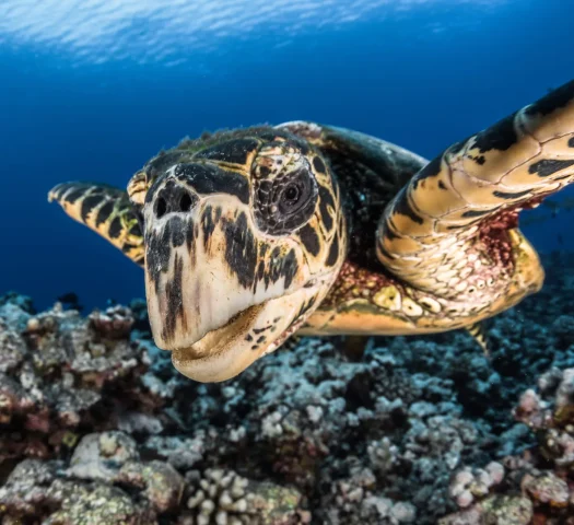 Vue sur une tortue © Grégory Lecoeur