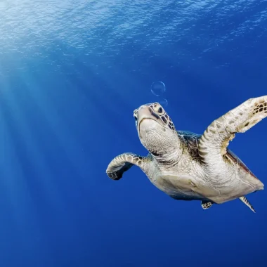 Buceo en Tahití