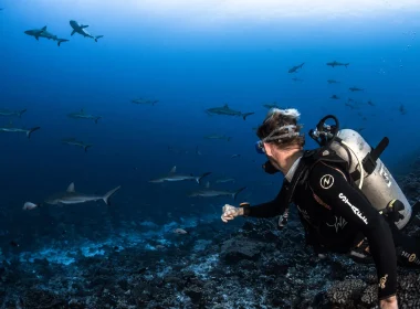 Plongée au fameux _mur de requins_ © Grégory Lecoeur