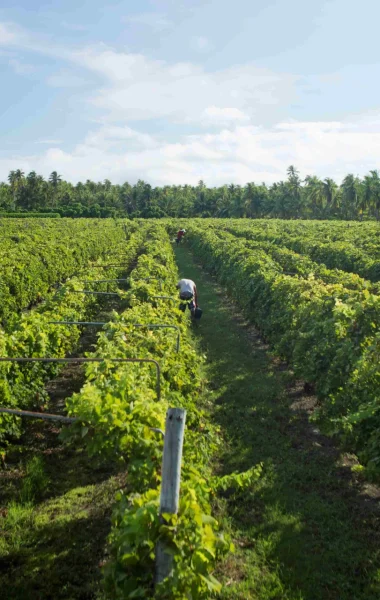 Vignoble de Rangiroa©gregoirelebacon