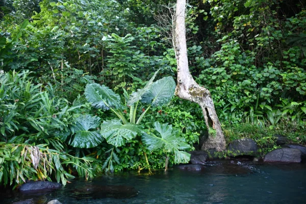 Recorrido de la isla de Tahiti – Focos para ver