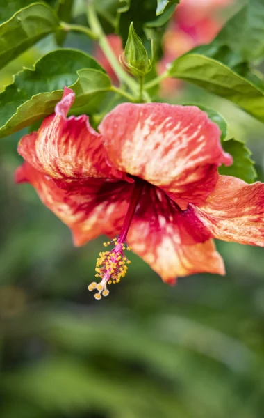 Fleur d'hibiscus © Grégoire Le Bacon