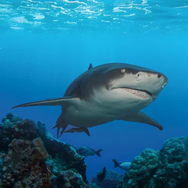 Buceo en Moorea