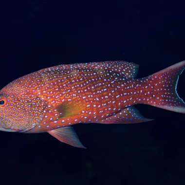 Buceo en Raiatea