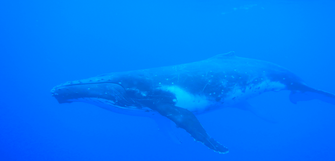https://tahititourisme.es/wp-content/uploads/2018/03/mooreaactivitiescenterwhaleswatching_1140x5502-min.png