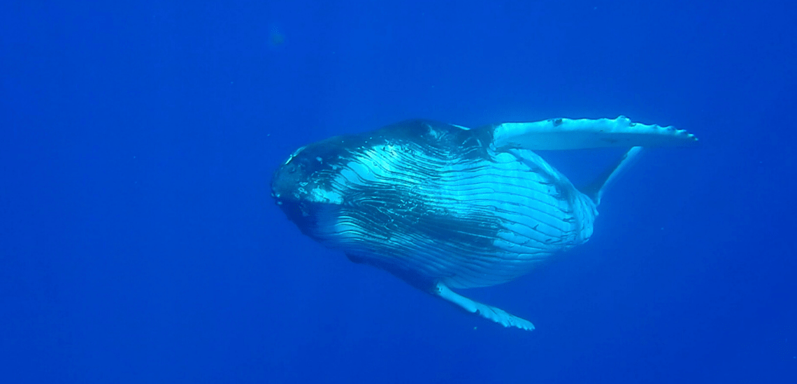 https://tahititourisme.es/wp-content/uploads/2018/03/mooreaactivitiescenterwhaleswatching_1140x5503-min.png
